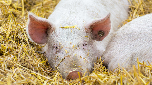 BMEL BMEL-Schweine im Stroh